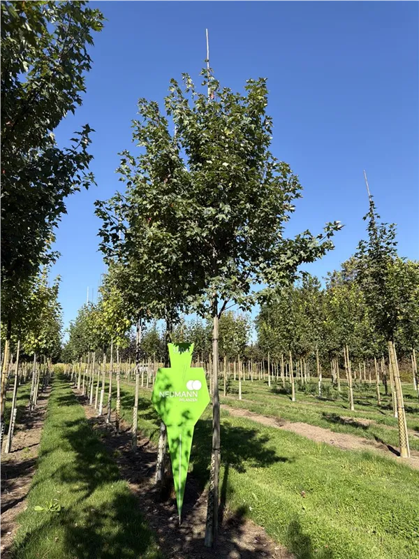 Acer rubrum 'Brandywine'