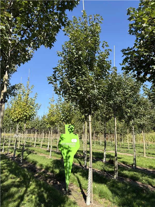 Acer rubrum 'Brandywine'