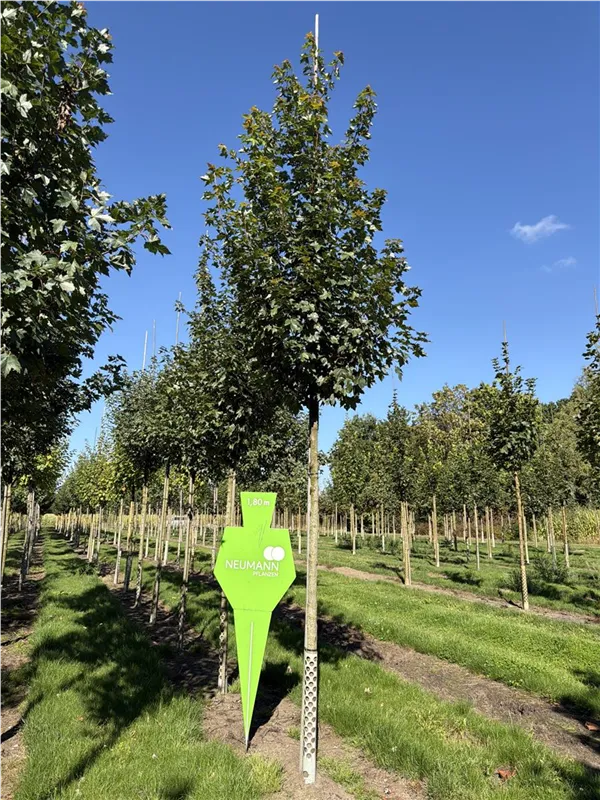 Acer rubrum 'Brandywine'