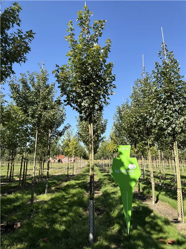 Acer rubrum 'Brandywine'