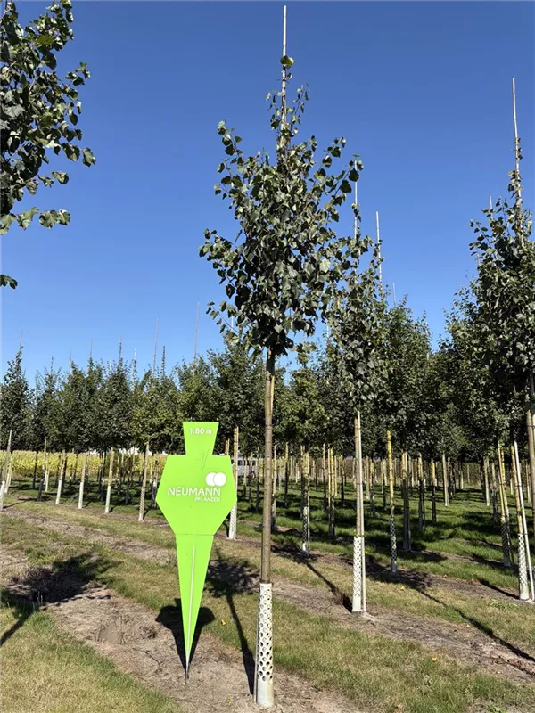 Tilia cordata 'Greenspire'