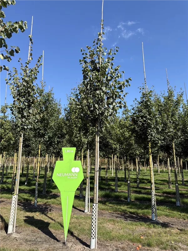 Tilia cordata 'Greenspire'