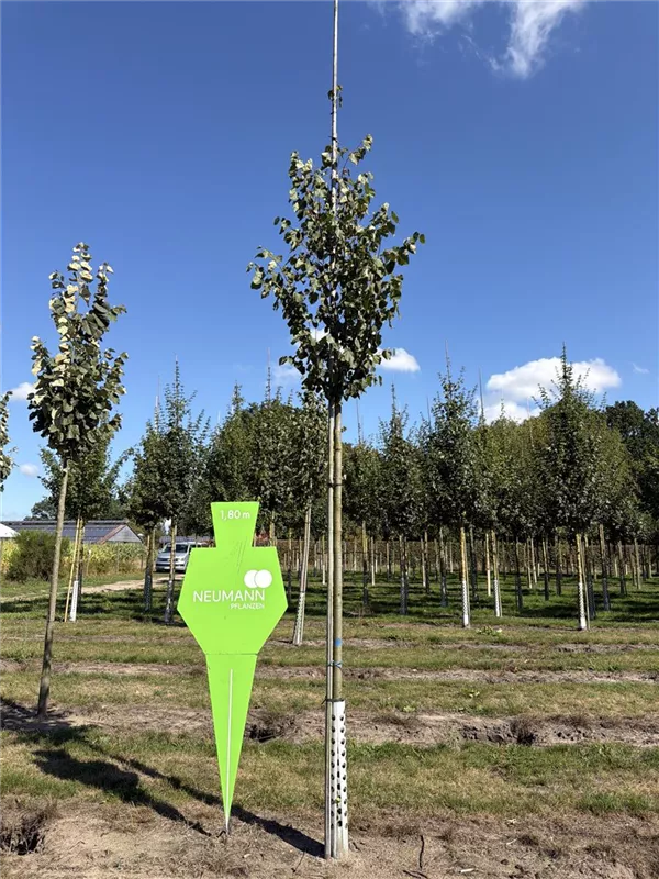 Tilia cordata 'Greenspire'