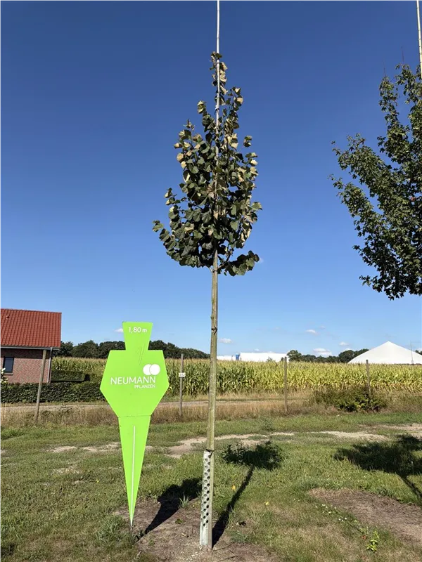 Tilia tomentosa 'Brabant'