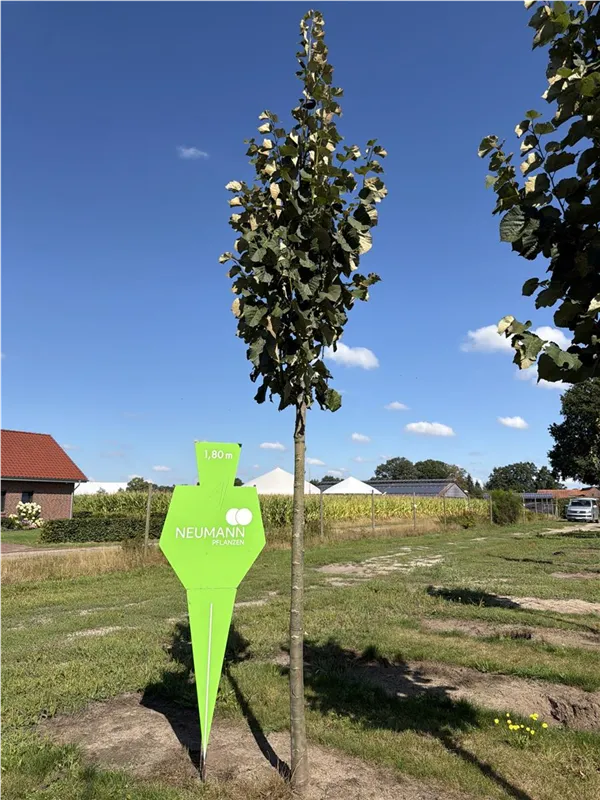 Tilia tomentosa 'Brabant'
