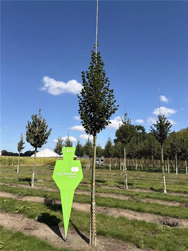 Tilia cordata 'Rancho'