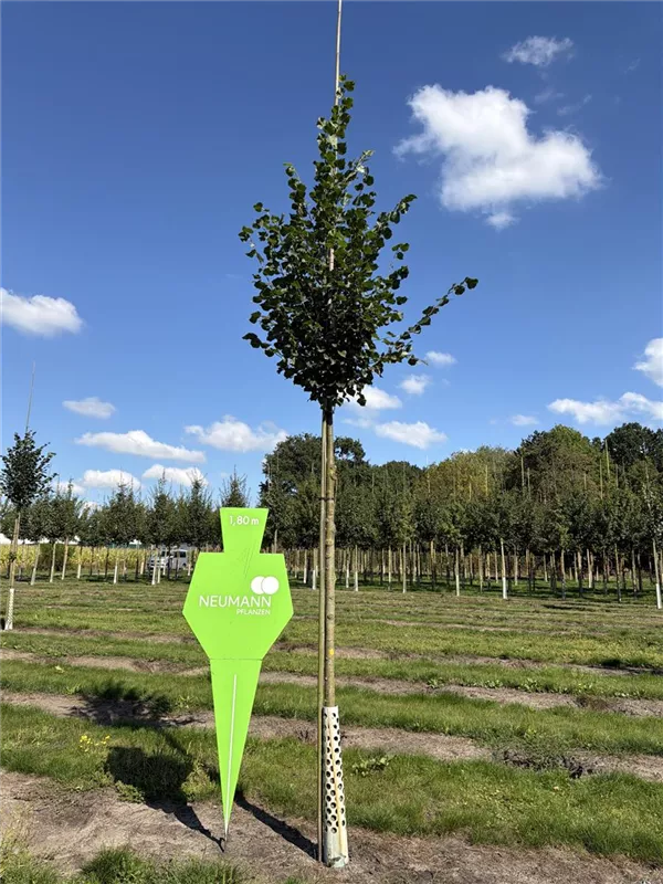 Tilia cordata 'Rancho'