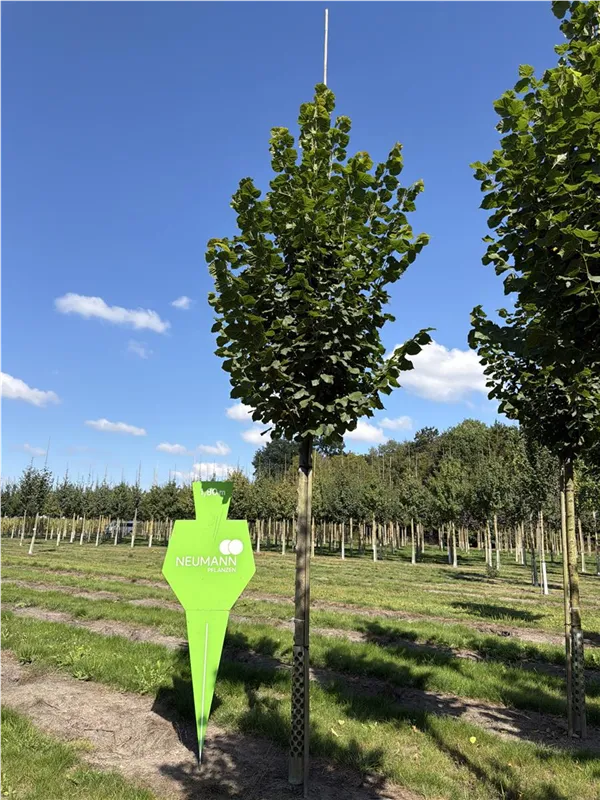 Tilia platyphyllos 'Rubra'