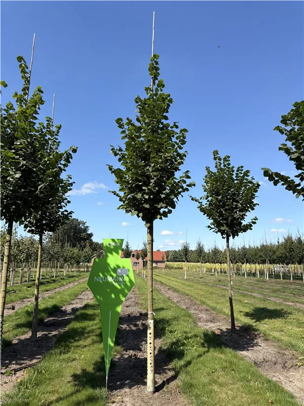 Tilia platyphyllos 'Rubra'
