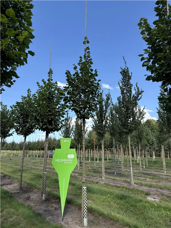 Tilia platyphyllos 'Rubra'