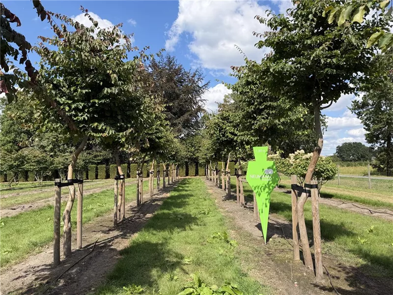 Parrotia persica