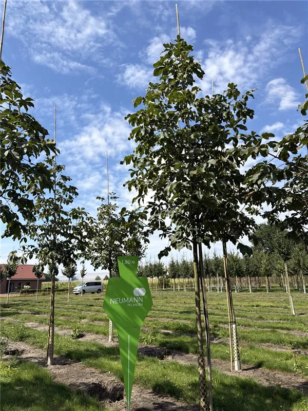 Aesculus carnea 'Briotii'