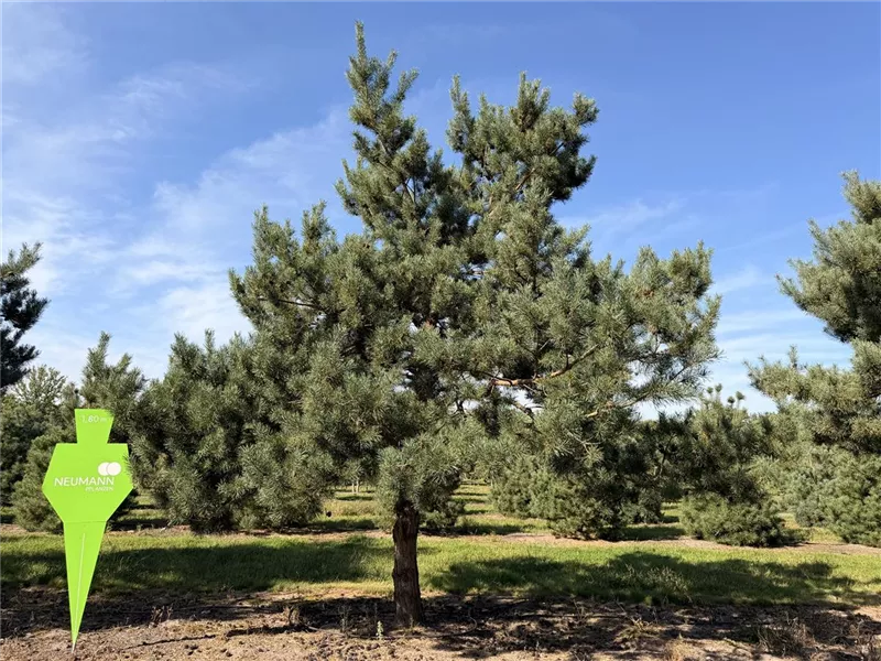 Pinus sylvestris