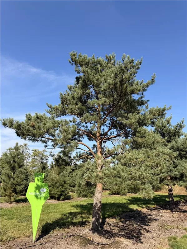 Pinus sylvestris