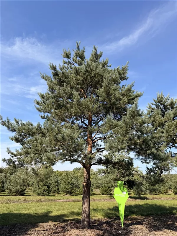 Pinus sylvestris