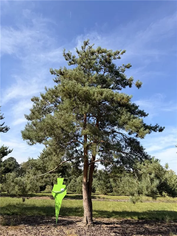 Pinus sylvestris