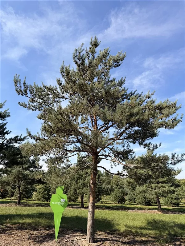 Pinus sylvestris