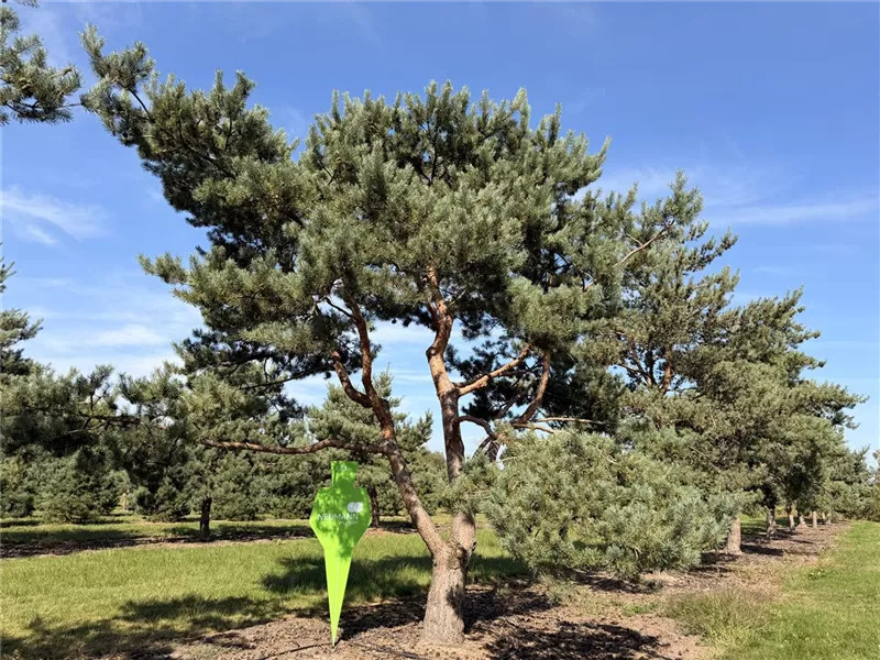 Pinus sylvestris