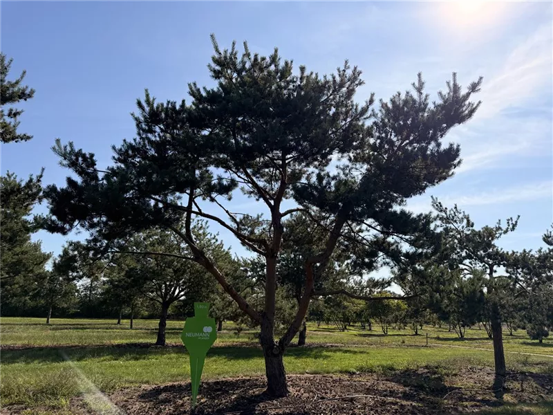 Pinus sylvestris