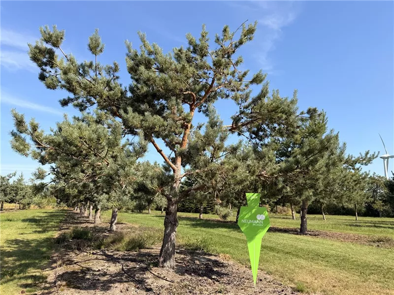 Pinus sylvestris