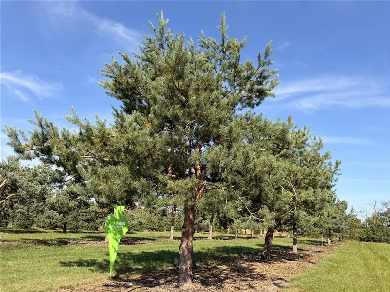 Pinus sylvestris