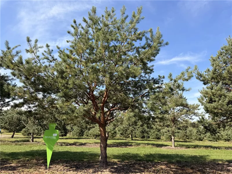 Pinus sylvestris