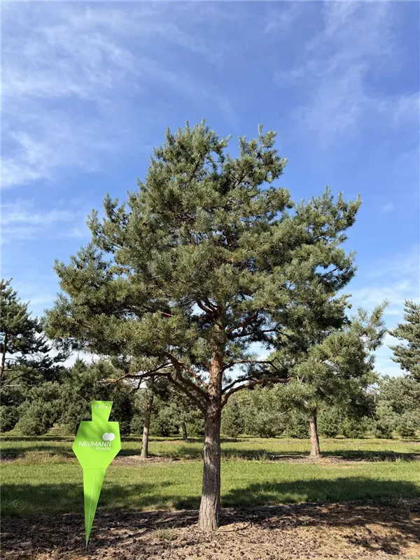 Pinus sylvestris