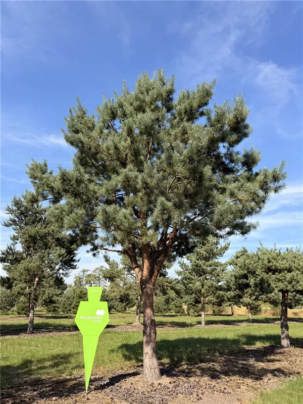 Pinus sylvestris