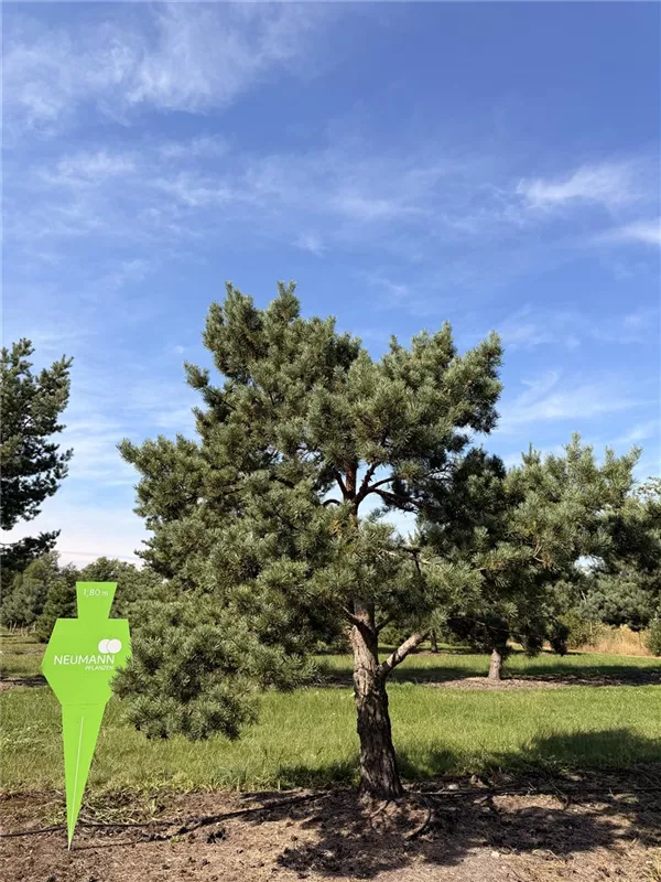 Pinus sylvestris