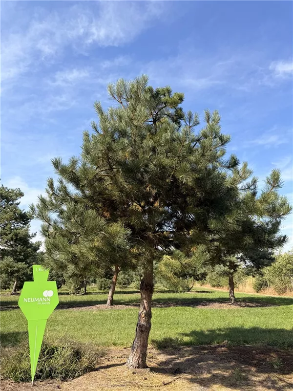 Pinus sylvestris