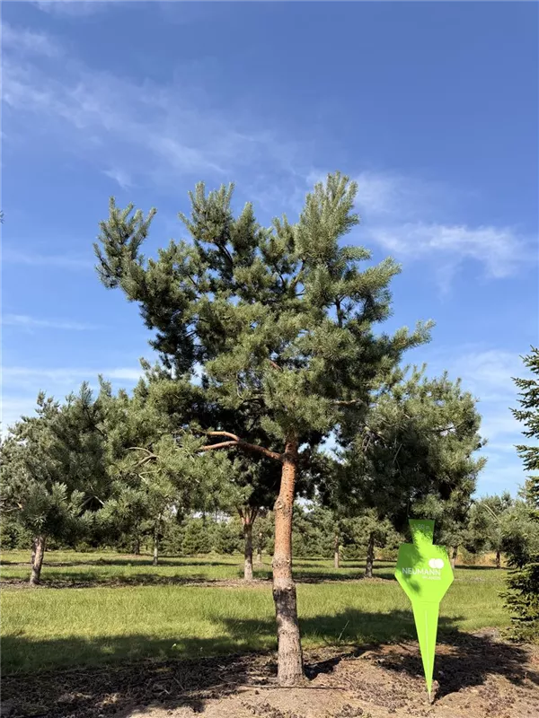 Pinus sylvestris