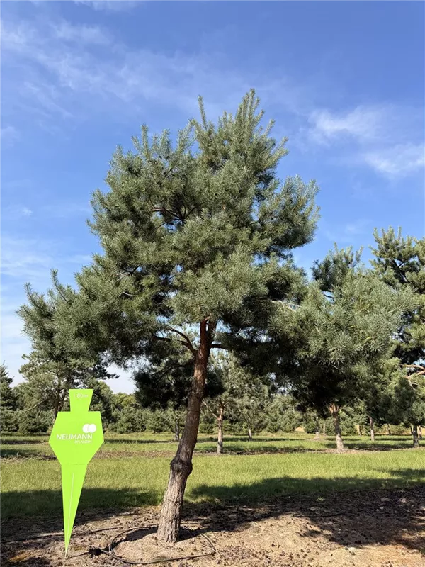 Pinus sylvestris