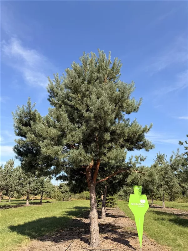 Pinus sylvestris
