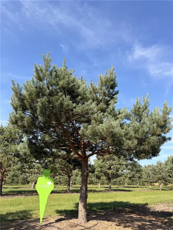 Pinus sylvestris