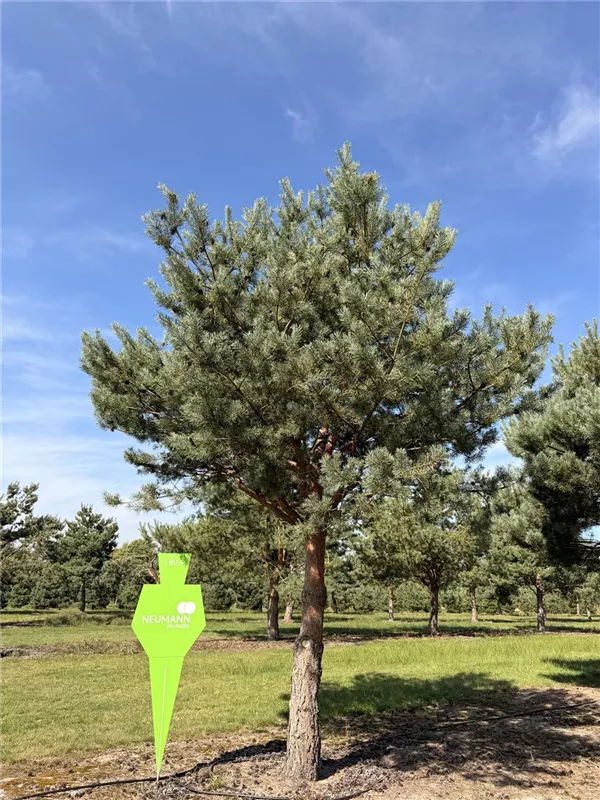 Pinus sylvestris