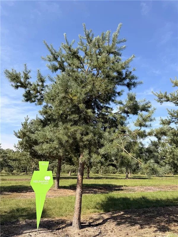 Pinus sylvestris