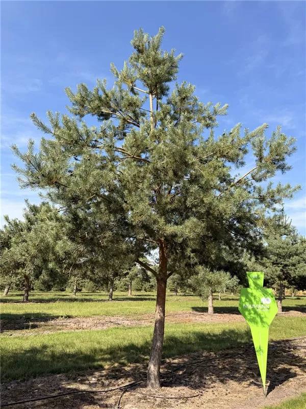 Pinus sylvestris