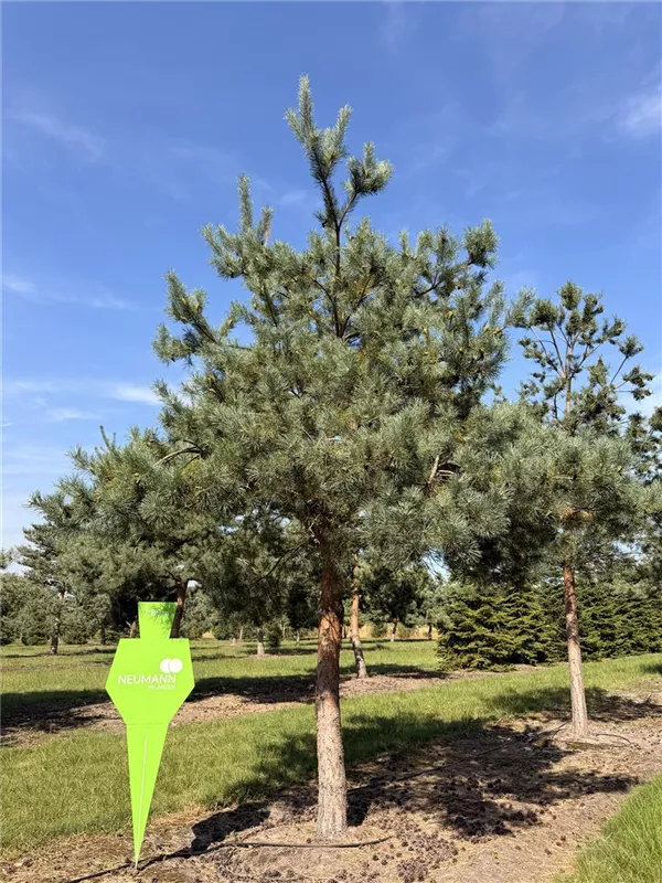 Pinus sylvestris