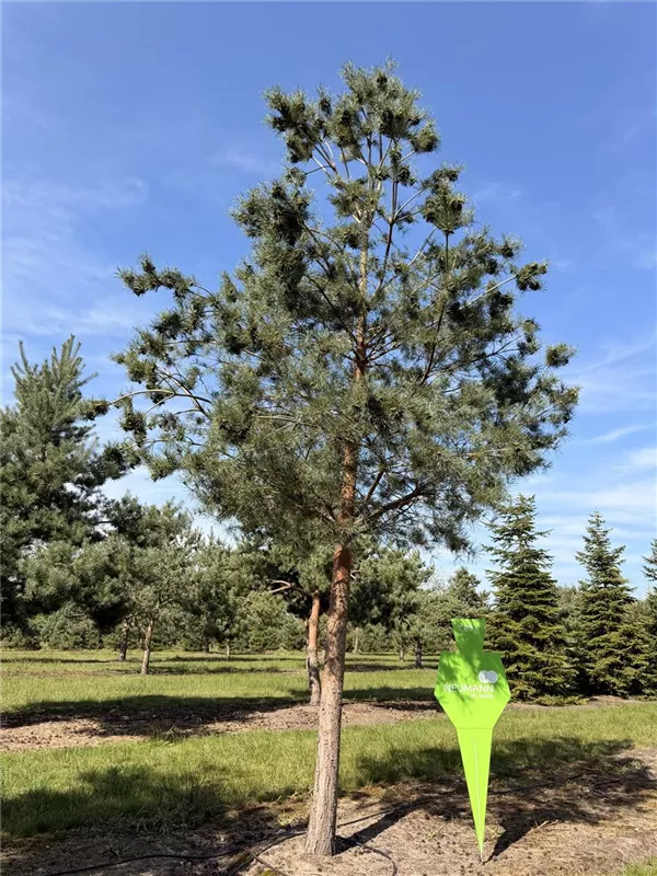 Pinus sylvestris