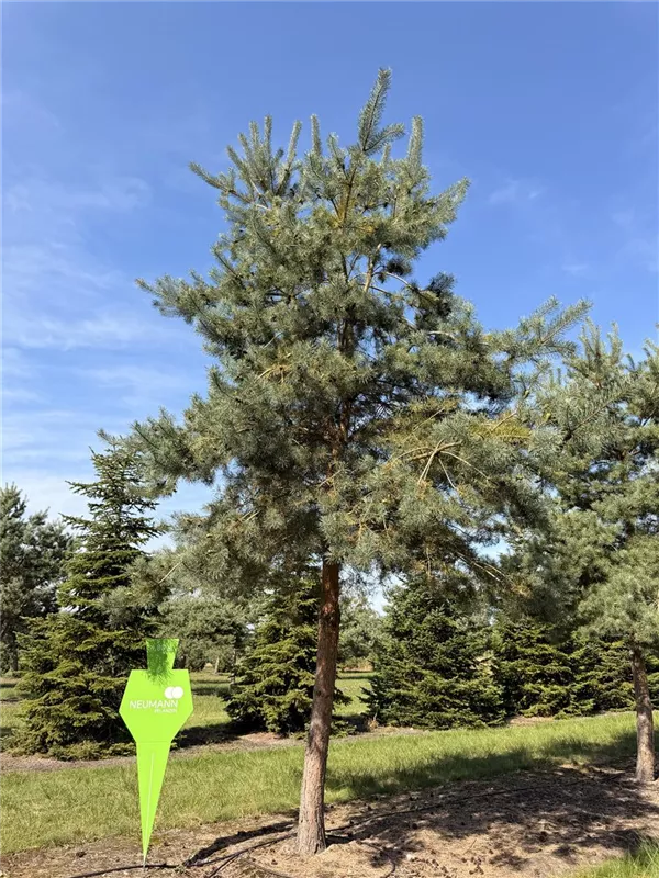 Pinus sylvestris
