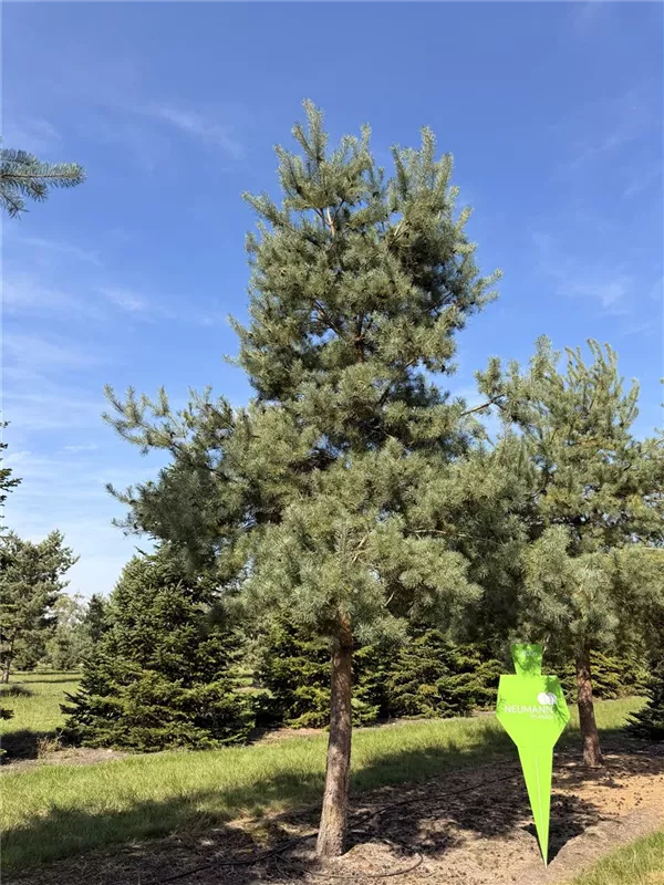 Pinus sylvestris