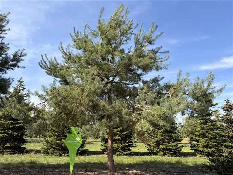 Pinus sylvestris