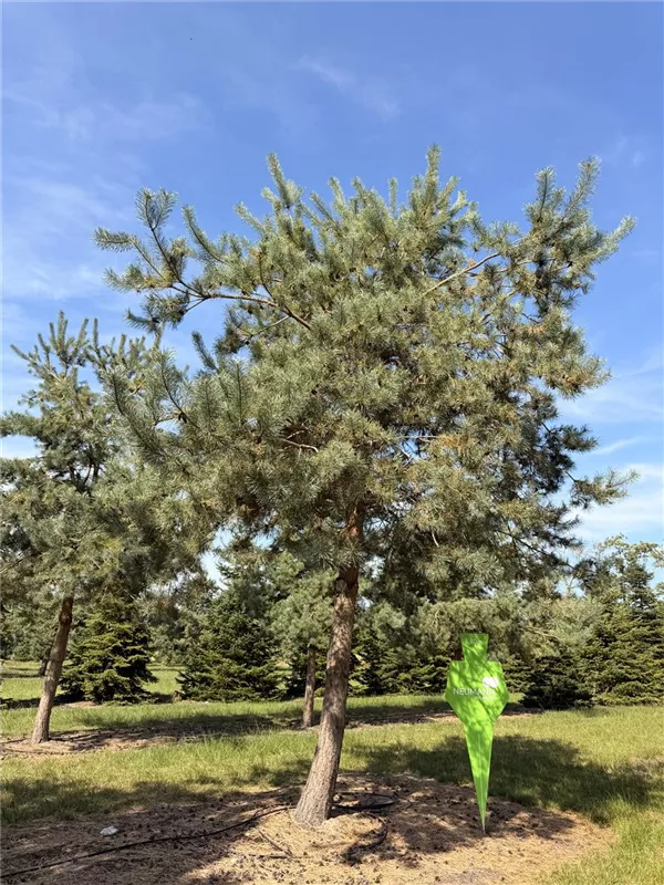 Pinus sylvestris