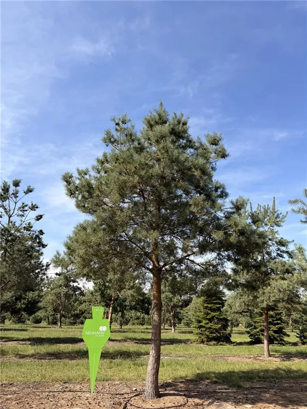 Pinus sylvestris