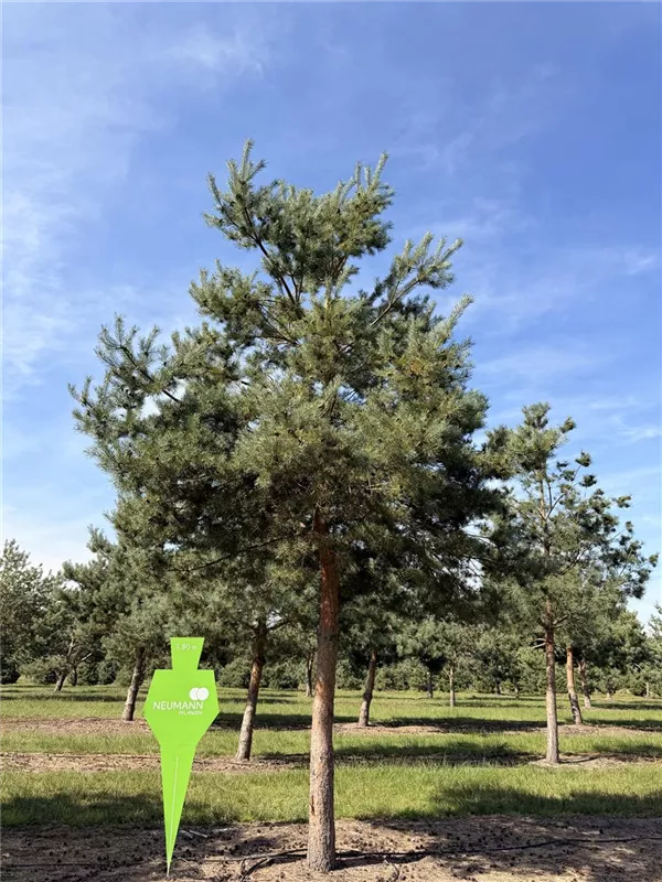 Pinus sylvestris