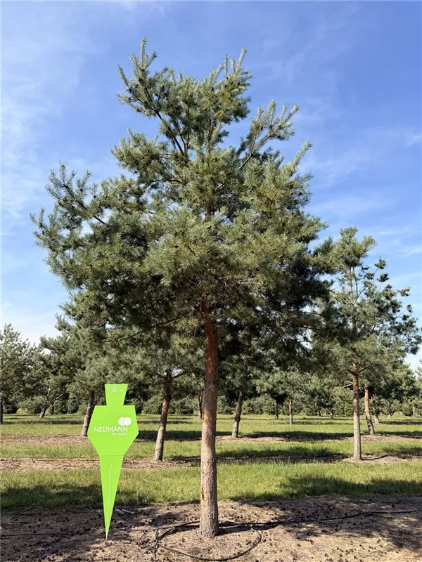 Pinus sylvestris