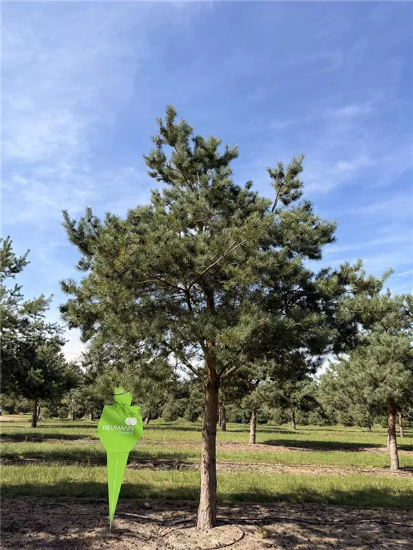 Pinus sylvestris