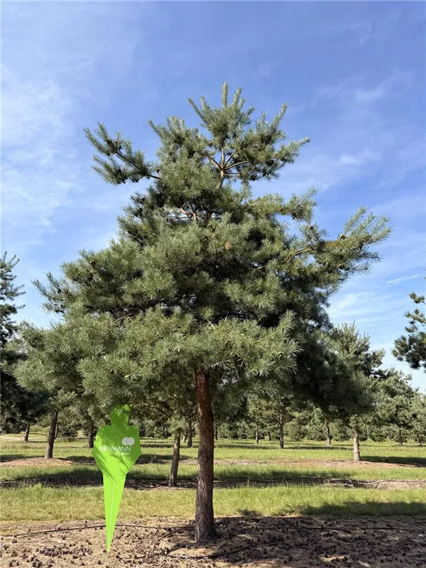 Pinus sylvestris