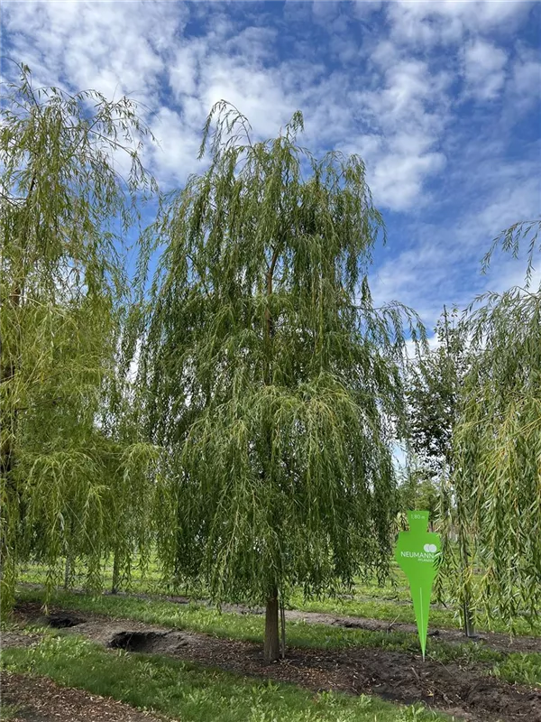 Salix alba 'Tristis'