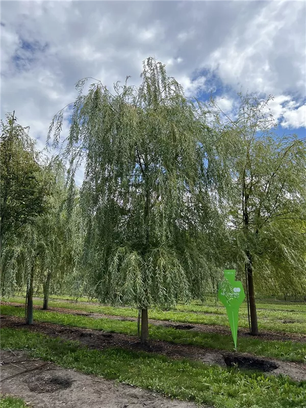 Salix alba 'Tristis'